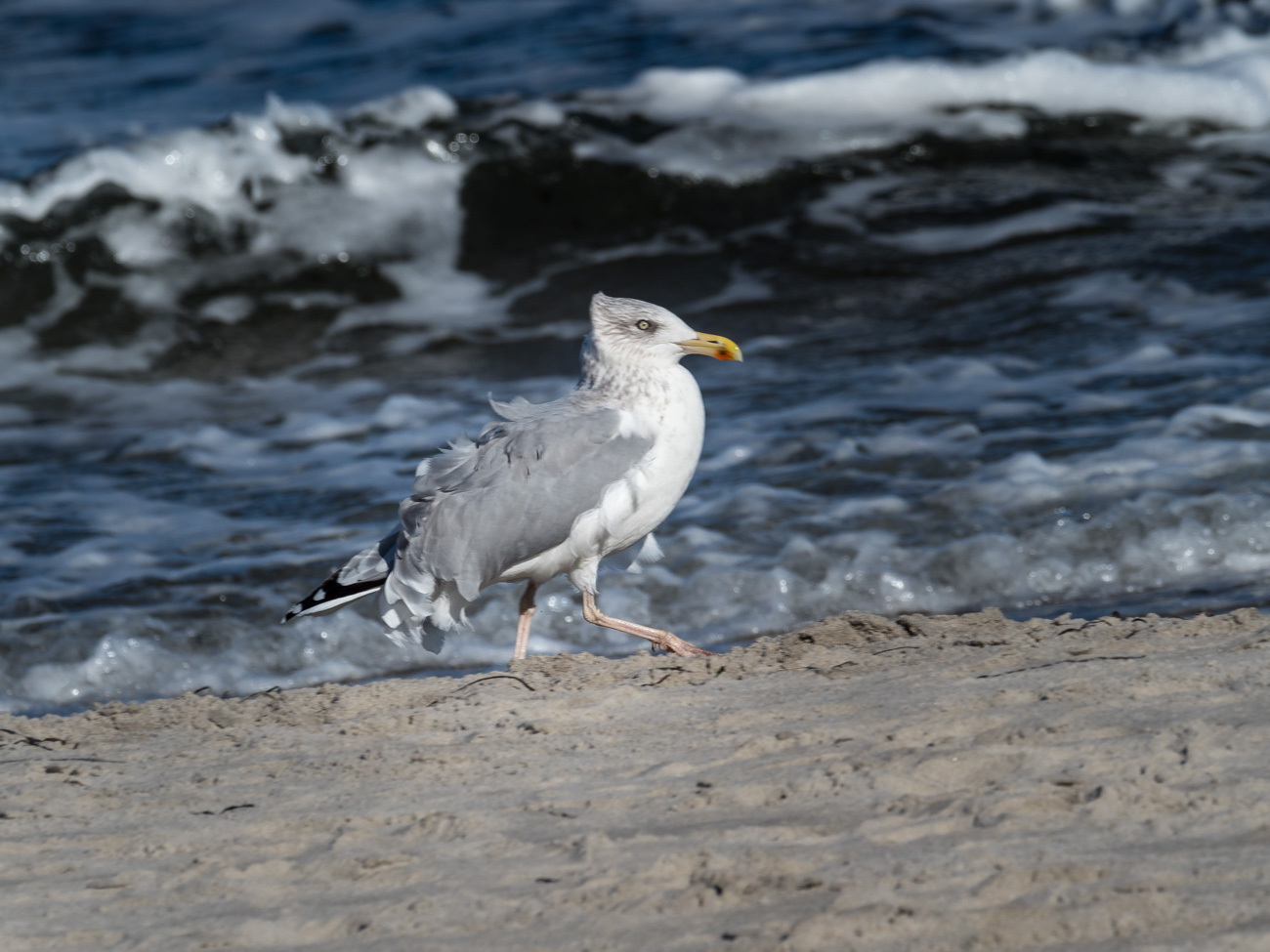 Möwe im Sturm