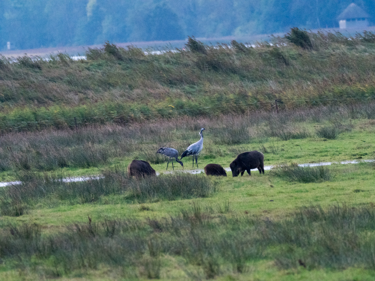 Wildschweine und Kraniche