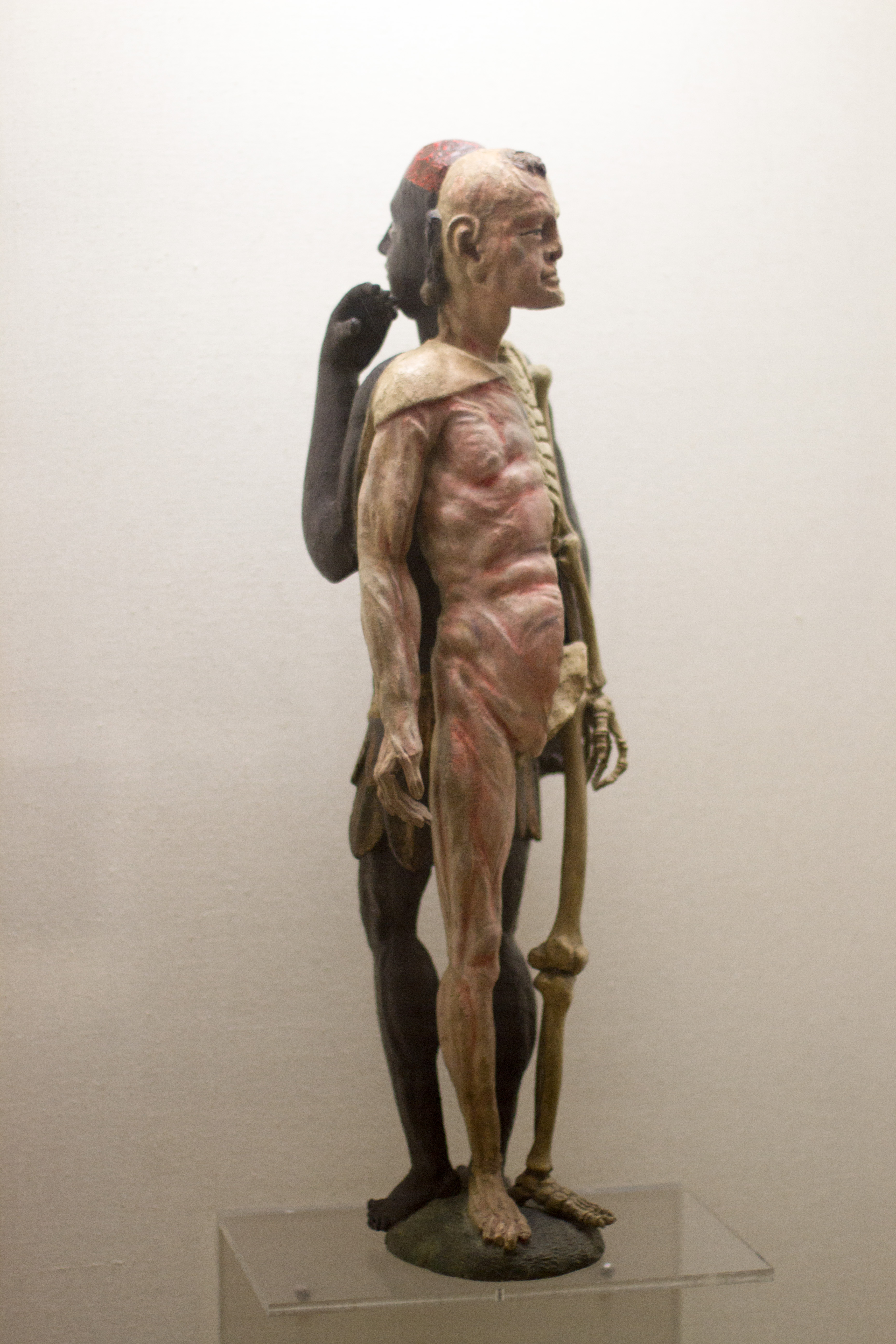 Anatomie des Menschen
