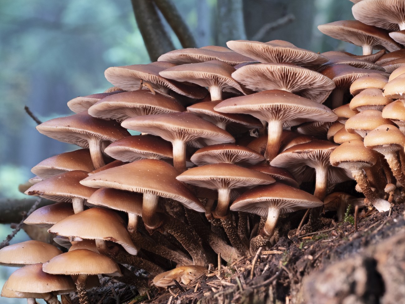 Stockschwämmchen