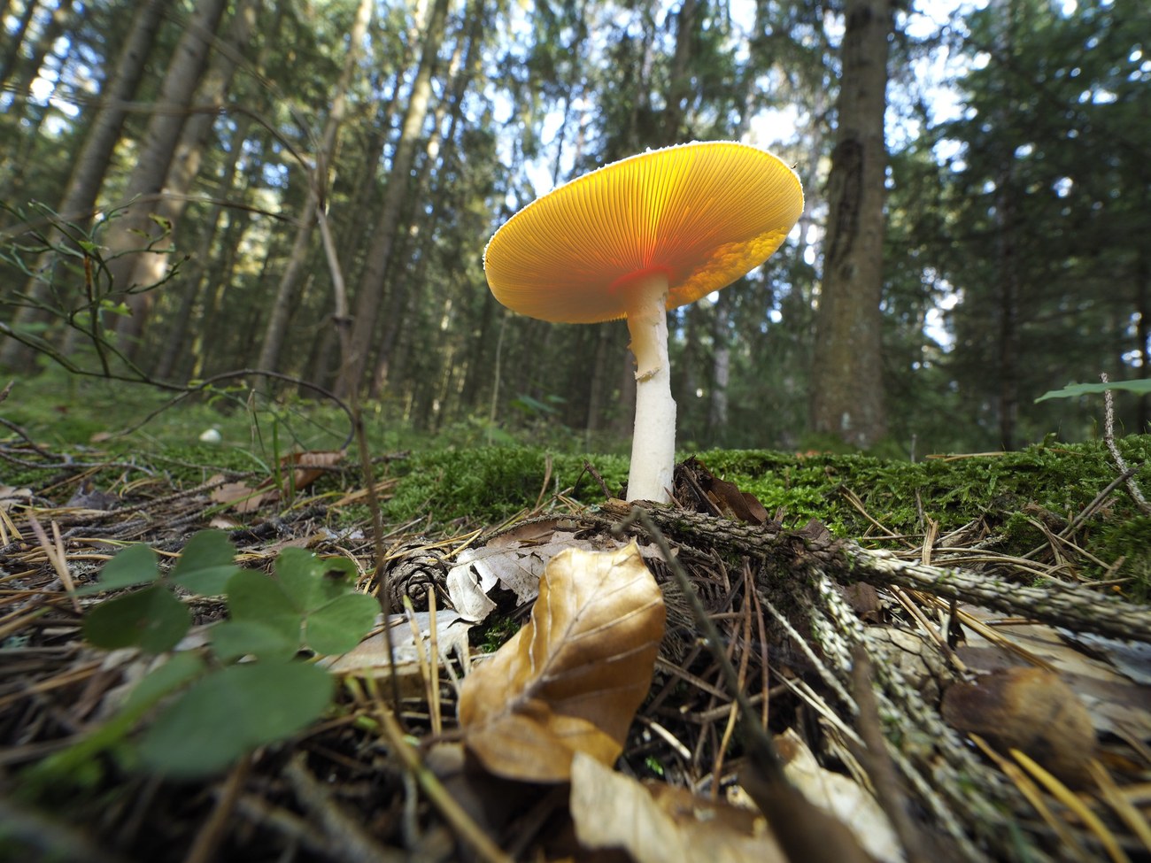 Leuchtender Pilz