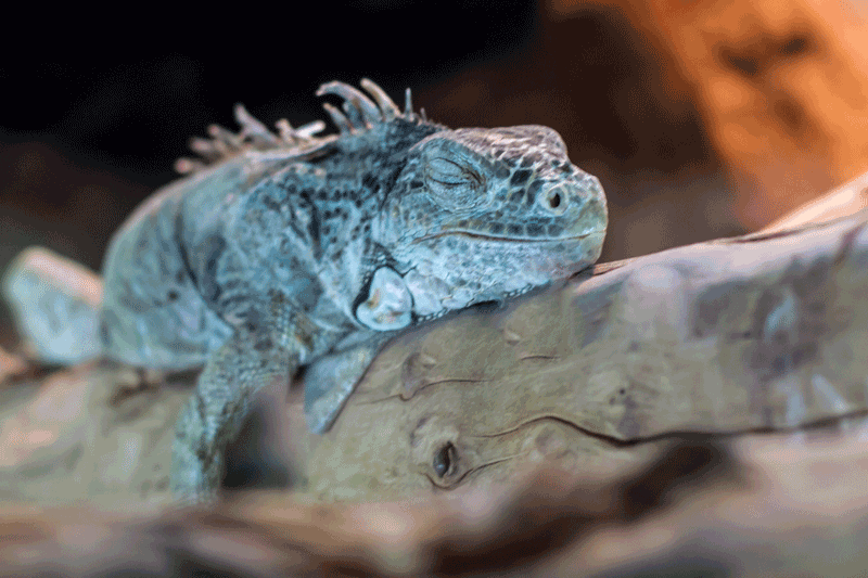 Reptilienzoo Burgweinting