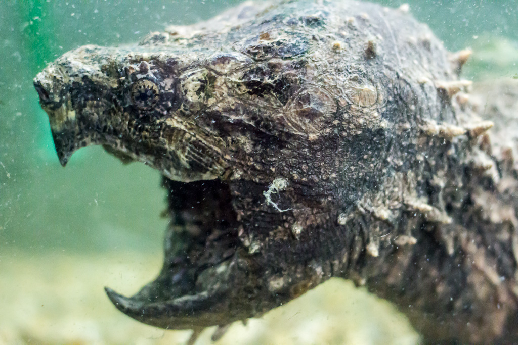 Geierschildkröte