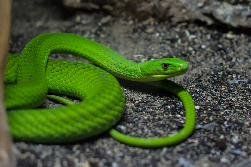 Grüne Mamba