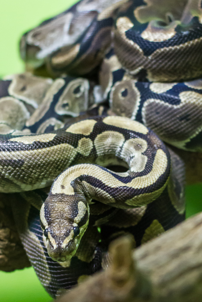 Python
